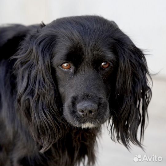 Щенки метисы спаниеля