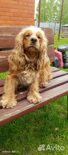 Кокер спаниель