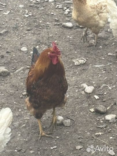 Петух домашний