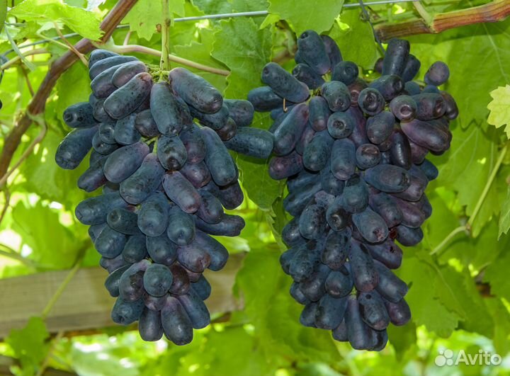 Саженцы и черенки винограда Аватар, Рататуй и др