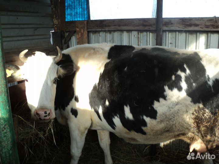 Продам корову и стельную телку
