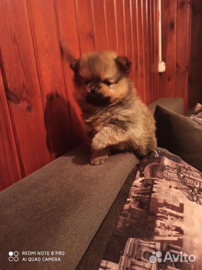 Щенки шпица