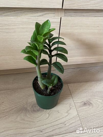 Замиокулькас зензи, долларовое дерево