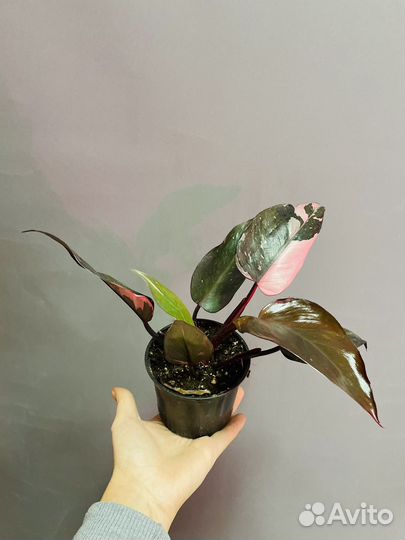 Филодендрон розовая принцесса