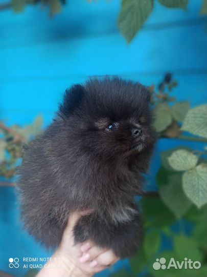 Померанский шпиц мини