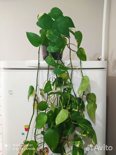 Комнатные растения цветы