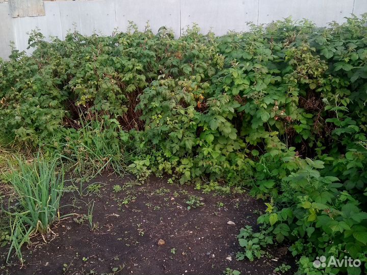 Кусты малины