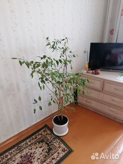 Фикус бенджамина большой