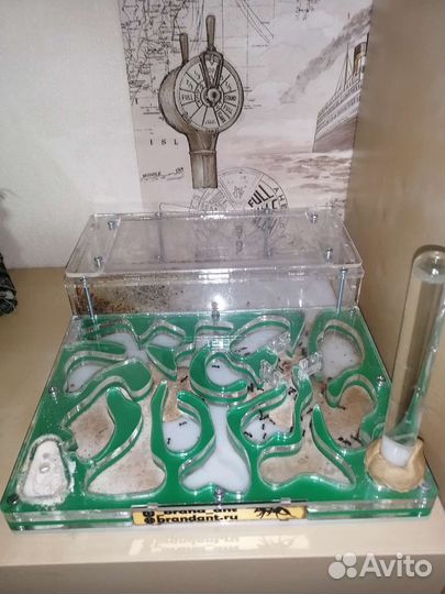 Муравьиная ферма