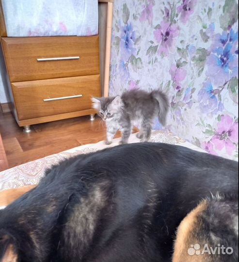 Котёнок в добрые руки