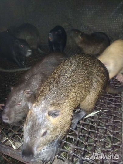 Продаются нутрии