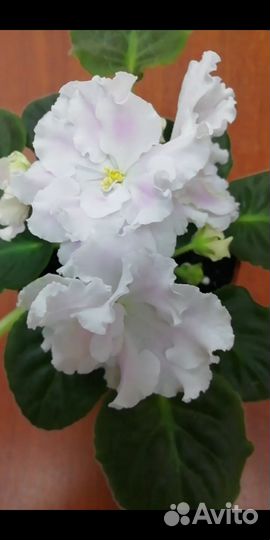 Фиалка рс Избранная