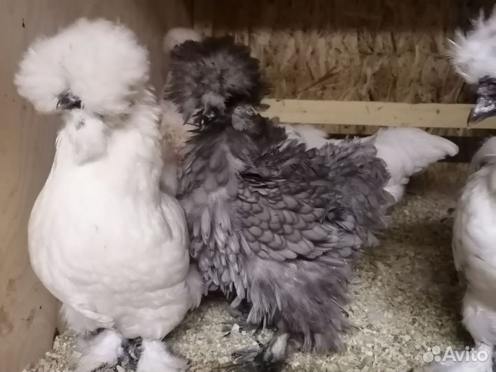 Семья кур
