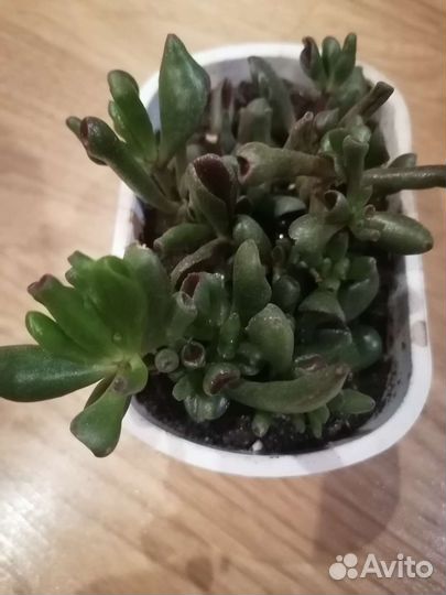 Толстянка хоббит