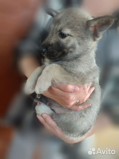 Щенки помесь хаски