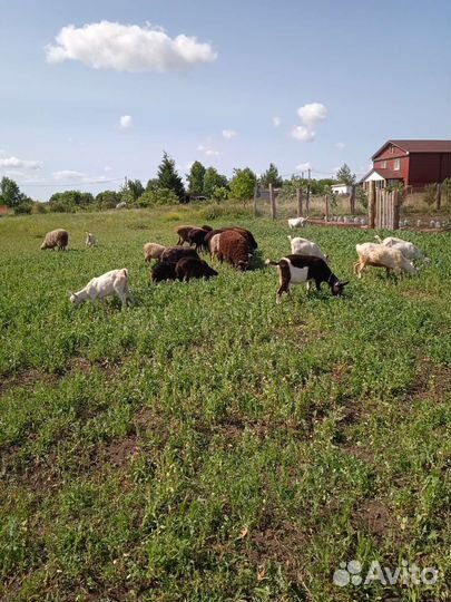 Бараны на Курбан байрам