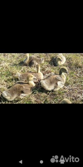 Большой серый гусь, гусята и молодняк