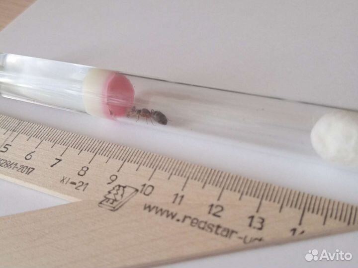 Муравьи для муравьиной фермы