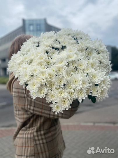 Белая хризантема