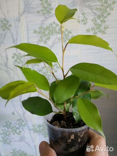 Фикусы,кактусы, суккуленты