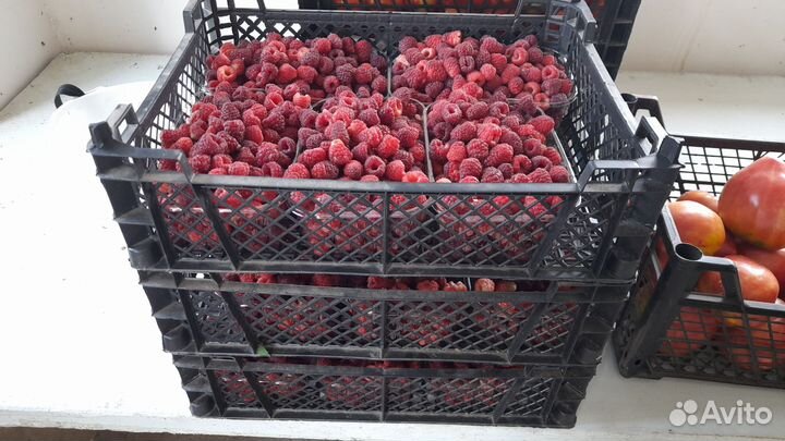 Рассада малины летняя, и ремонтантная