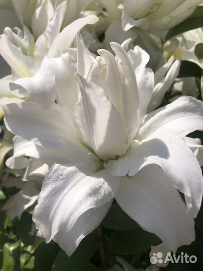 Лилии.Срезка.Букет