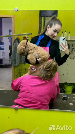 Стрижка собак и кошек