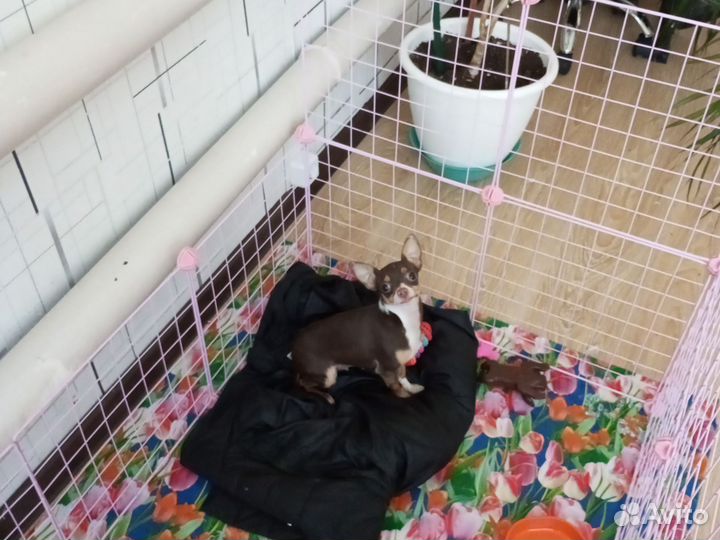 Той-терьер щенки