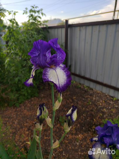 Отдам бесплатно