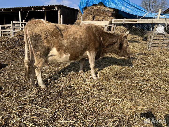 3 Коровы с телятами