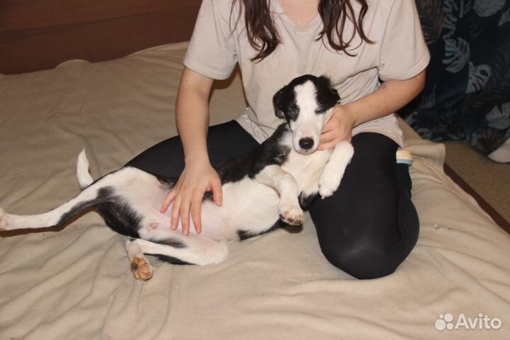 Собачка в добрые руки