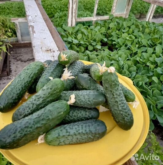 Огурцы домашние