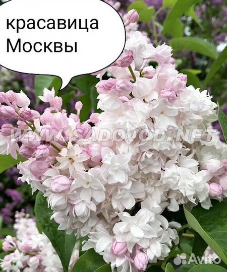 Саженцы сирени 