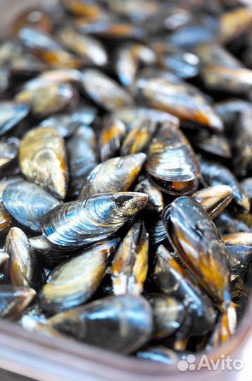Мидии крупные