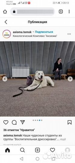 Вязка собак