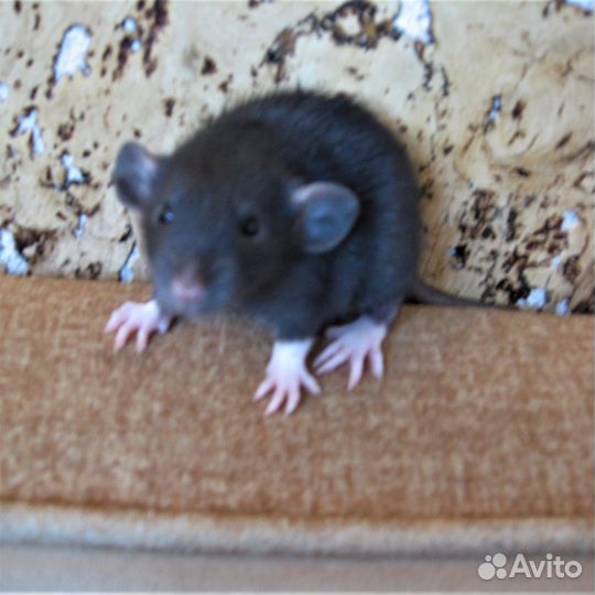 Крысы, крысята - дамбо, клетки, гамак в подарок
