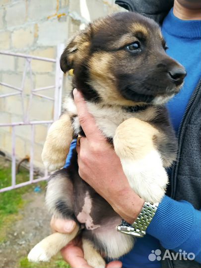 Щенки в добрые руки