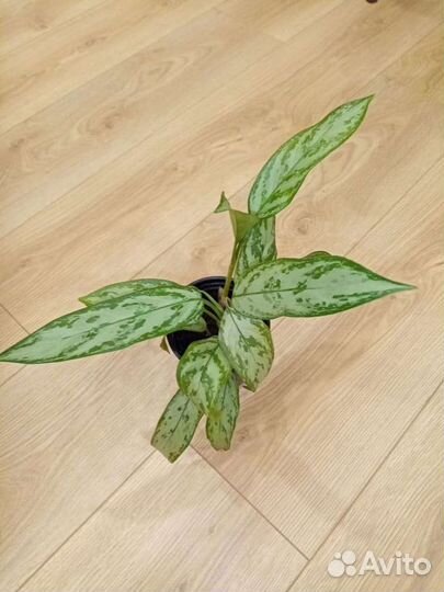 Калатея нетворк мазаика