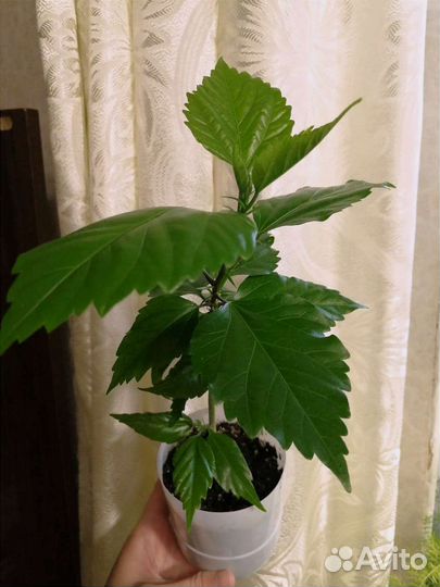 Гибискус сортовой Персик