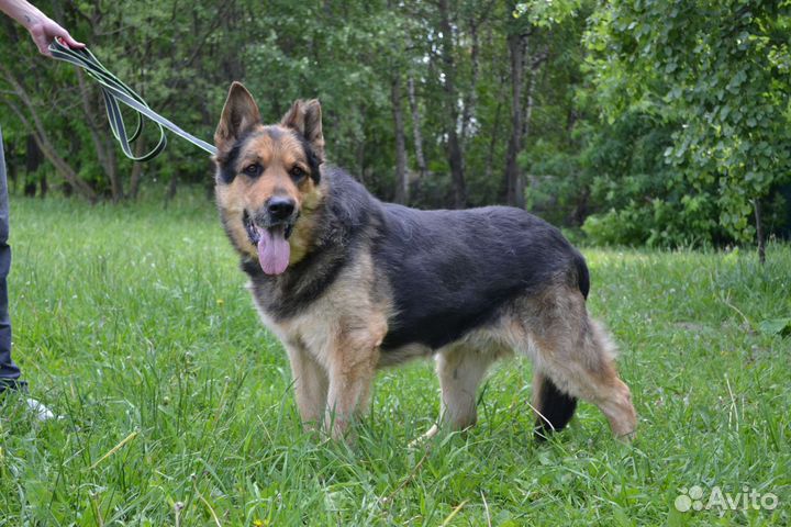 Немецкая овчарка в добрые руки