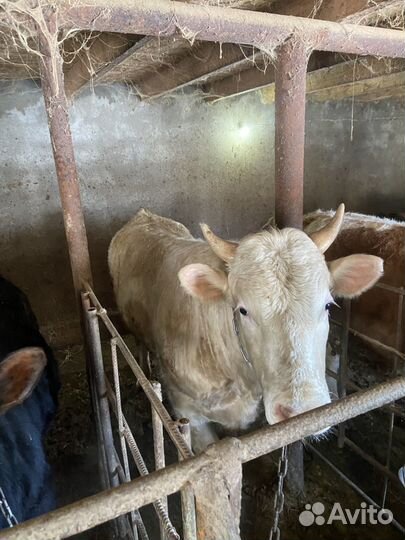 Бычки на мясо