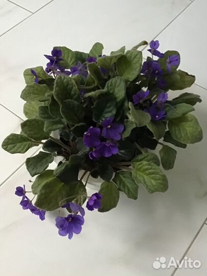 Комнатные цветы фиалка в кашпо