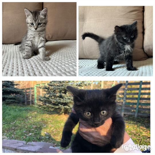 Котята в добрые руки уфа