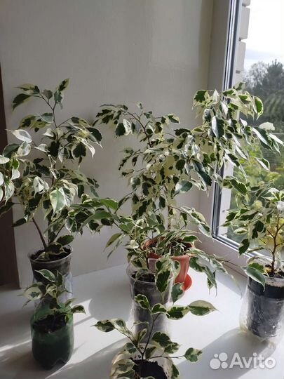 Фикус бенджамина белый