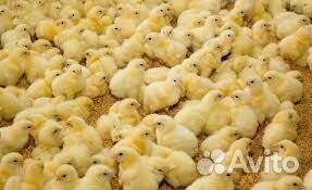 Суточная птица