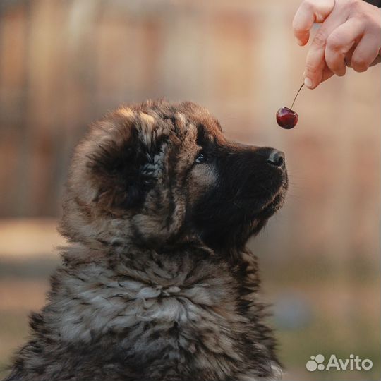 Щенки кавказской овчарки