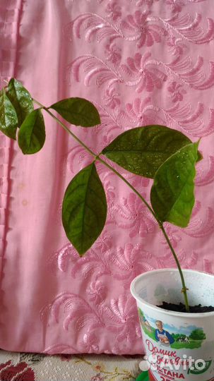 Жасмин комнатный