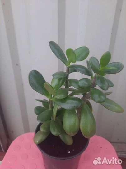 Толстянка или денежное дерево