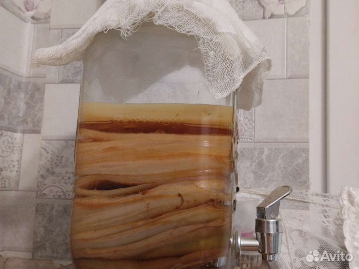 Чайный гриб комбуча