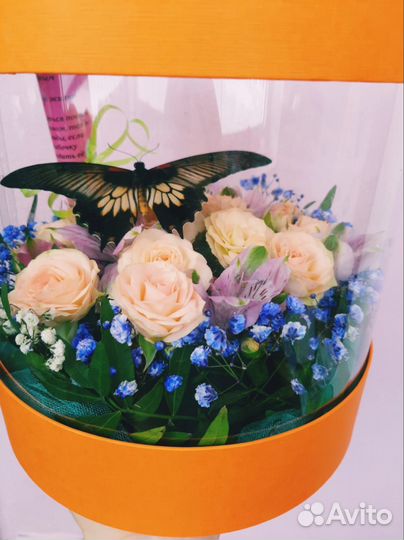 Живые тропические бабочки